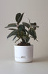 Mr Kitly x Decor selfwatering pots - White - Plantsmith | Indoor Plants Melbourne